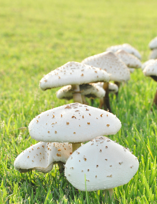 Getting-rid-of-mushrooms-in-lawn-2048×1360-crop_50pct